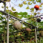 growing squash on trellis supports